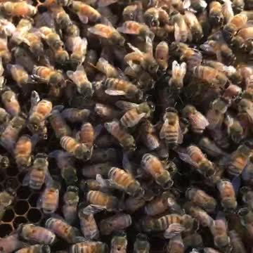 Bees on a N.atural honey Frame from a Hive in Florida