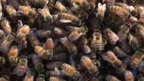 Bees on a Frame from a Hive in Florida