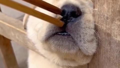 Food can wake up a sleeping dog