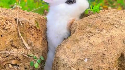 The chubby little bunny got stuck