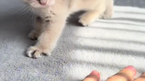 CUTE CATS MOMENT