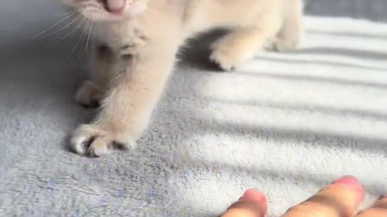 CUTE CATS MOMENT