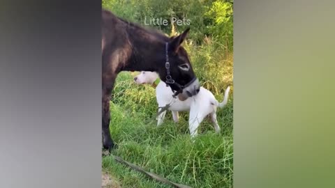Funniest Animals 2023 / BEST CAT AND DOGS VIDEOS