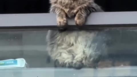 Cute cat 🥹🥹