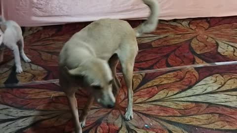 Cute funny dog plying together