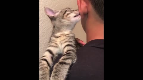 Best Of Funny Kittens Videos Compilation