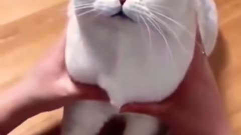 Cat Funny
