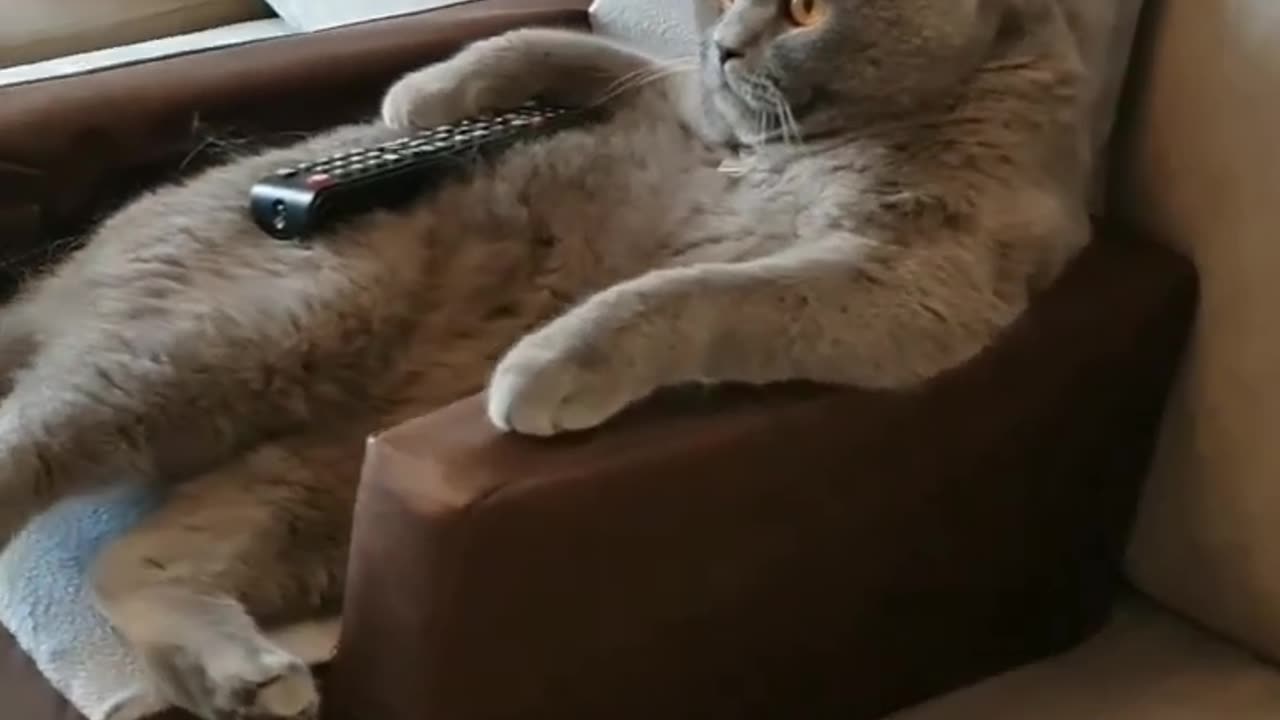 Funny cat moment