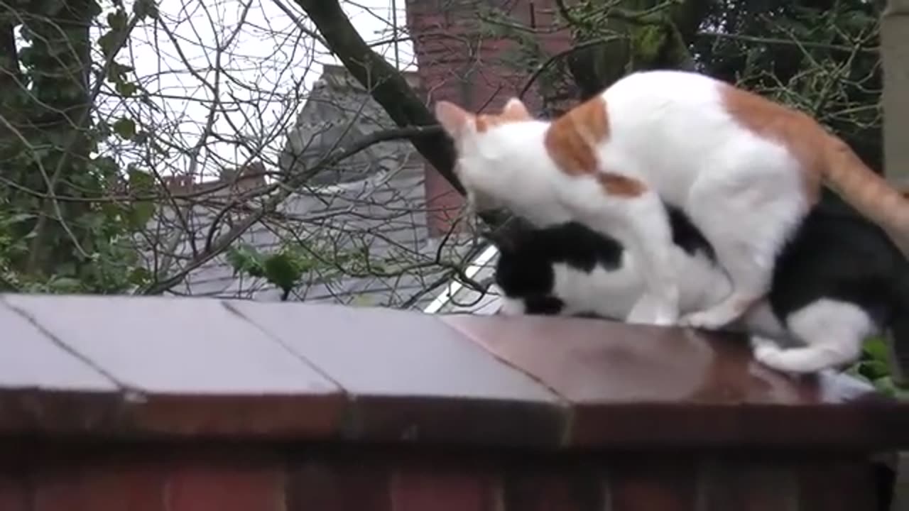 Funny Animal Video #JustforFun #Funny <3 #Cats&Dogs #Cat Video 11