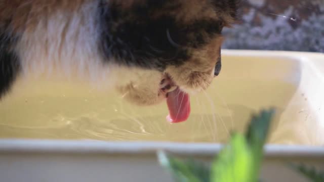 Domestic funny white black orange cat swill water from bow