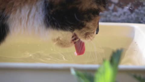 Domestic funny white black orange cat swill water from bow