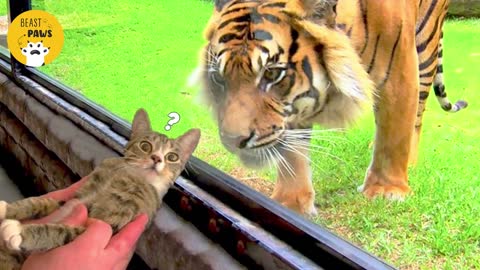 Funny moments of dogs and cats