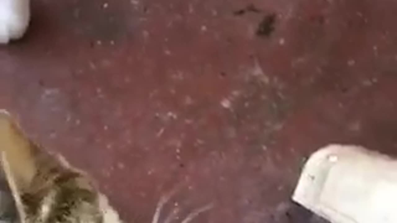 Cute but Deadly babies