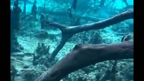 I'm sure you don't dive that well