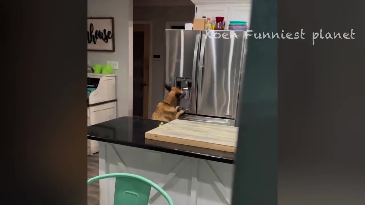 Funny Dogs And Cats Videos 😅 - Best Funniest Animal Videos Of The week #8