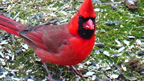 Cardinal