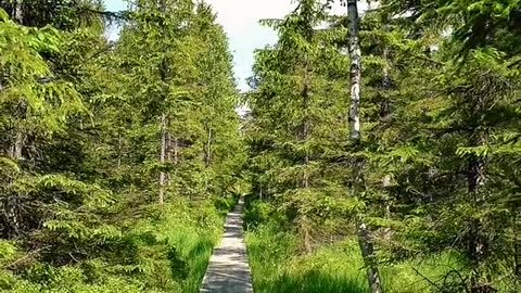 🔴 Music Relaxing , Sleep Music, Stress Relief Music, Spa, Meditation, Yoga, Zen, Sleeping Music