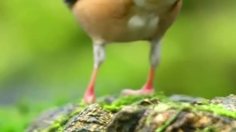 Beautiful Hawfinch. UK about 800 breeding pairs