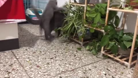 cat