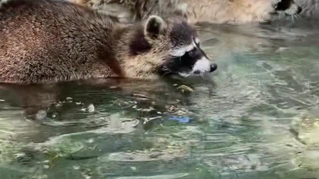 Look at the little raccoon god knows to touch the fish touch the fish