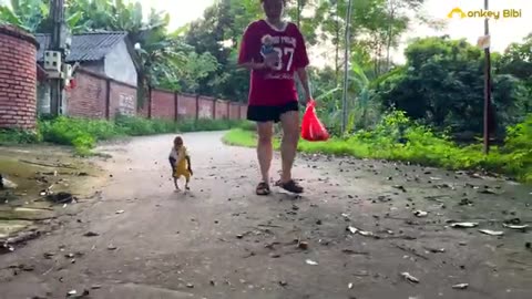 Bibi_and_baby_monkey_explore_the_fields_and_enjoy_a_snack_with_mom