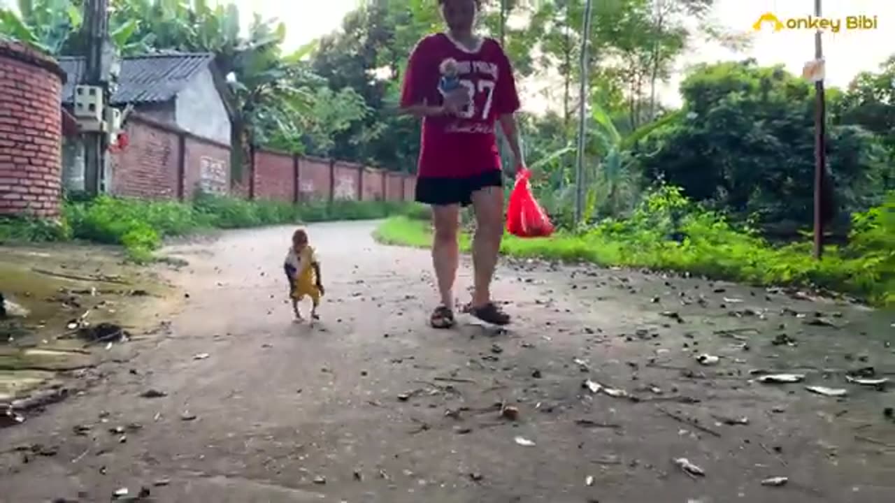 Bibi_and_baby_monkey_explore_the_fields_and_enjoy_a_snack_with_mom