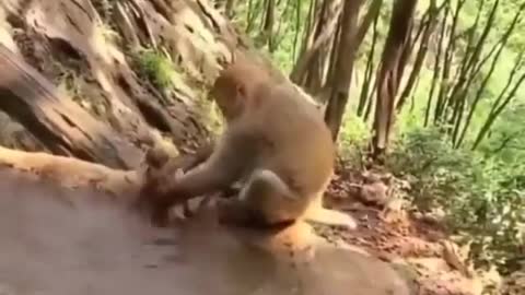 The mother monkey is helping her baby bathe