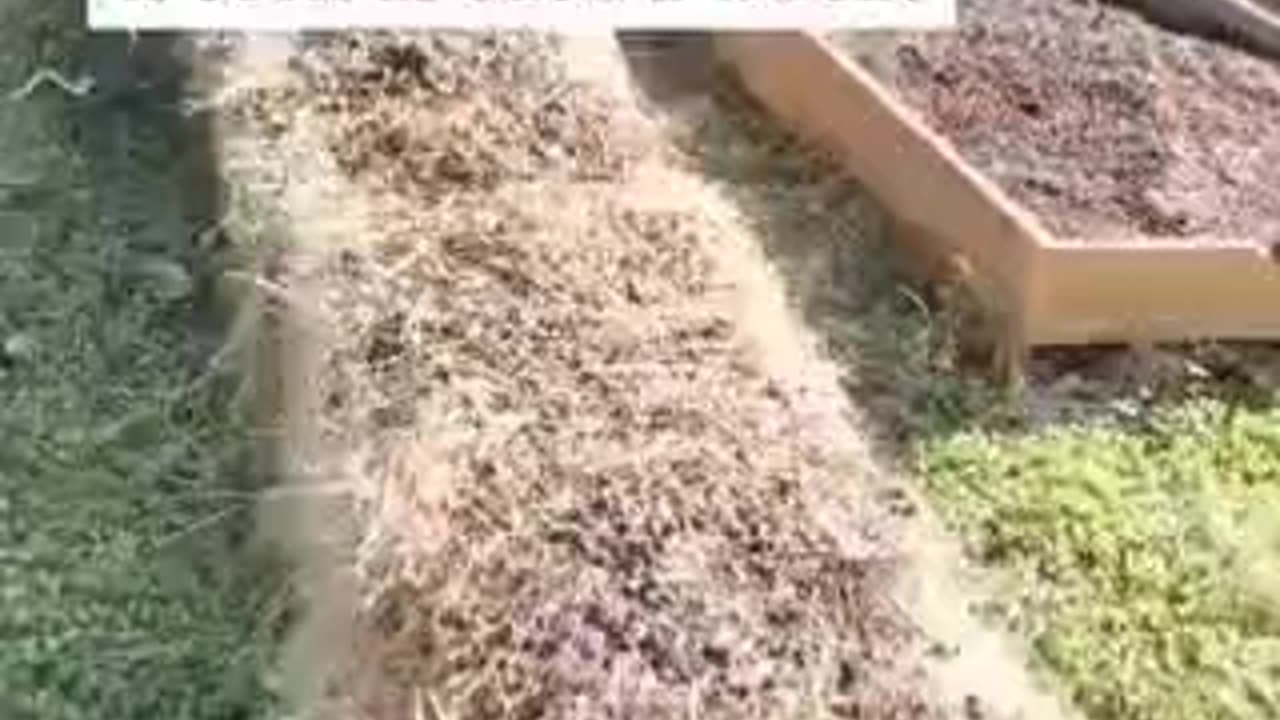 The reason they want to get rid of the small farmer