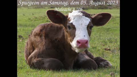 Spurgeon am Samstag, dem 05. August 2023