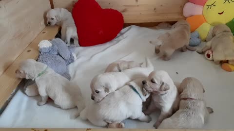 Sweet Puppies exploring their little world