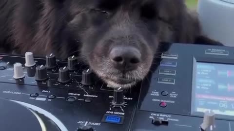 black dog sachiv sachiv VIT sachiv chungi