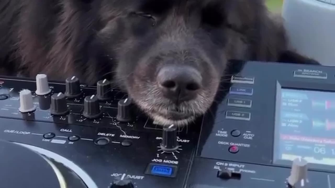 black dog sachiv sachiv VIT sachiv chungi