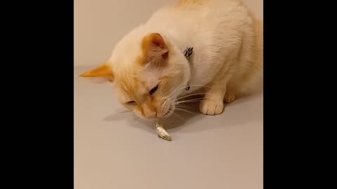 Titan Tries Dried Anchovies