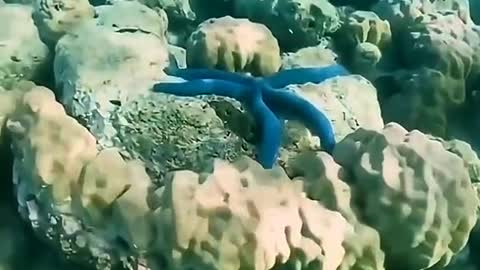 What kind of sea creature is this