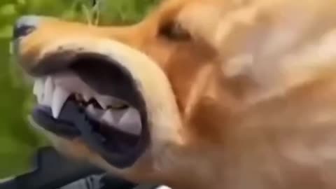 Funny animal