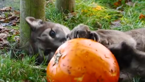 Yazhi's Pumpkin Enrichment
