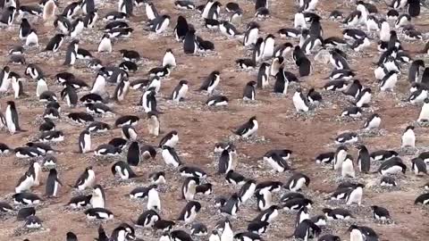 Adélie Penguin Colony 🇦🇶