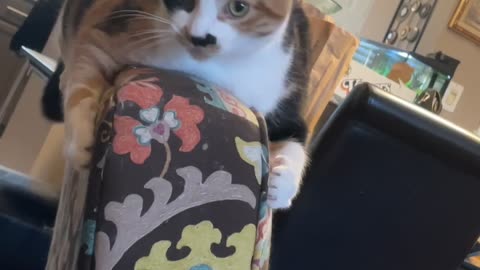 Cat Whips Her Head Around