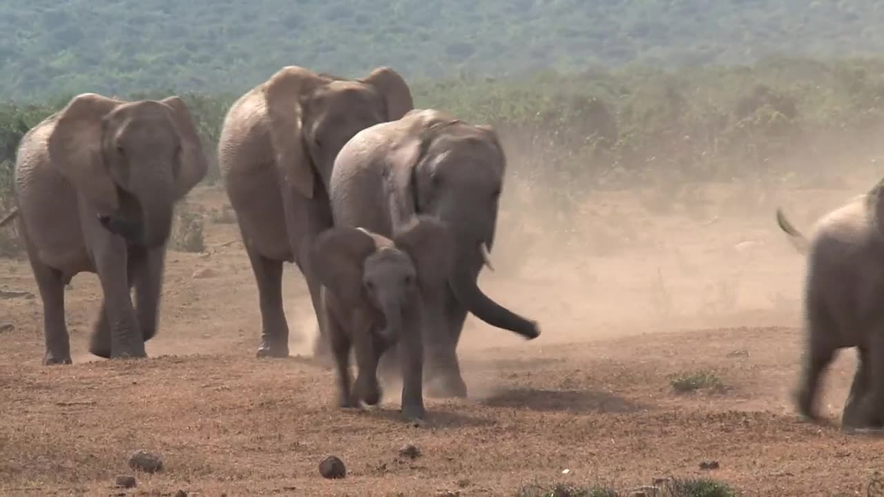Elephants walking on dusty ground