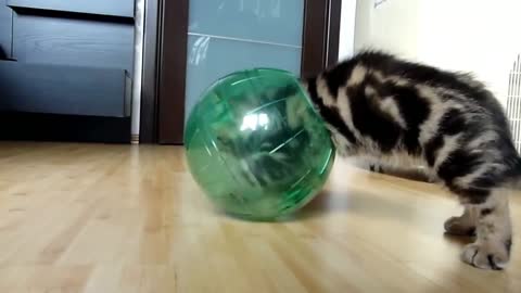 Funny cat 🤣 #1