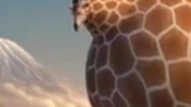 What if animals were round