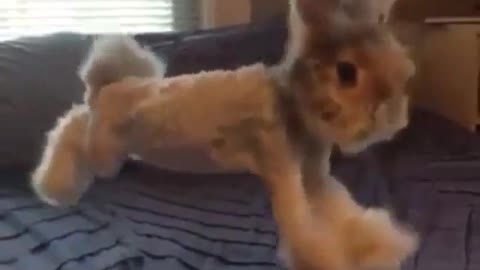 笑える動画6