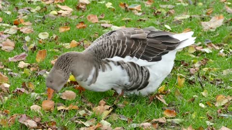 Goose Bird Animal Duck White Farm Nature Wild