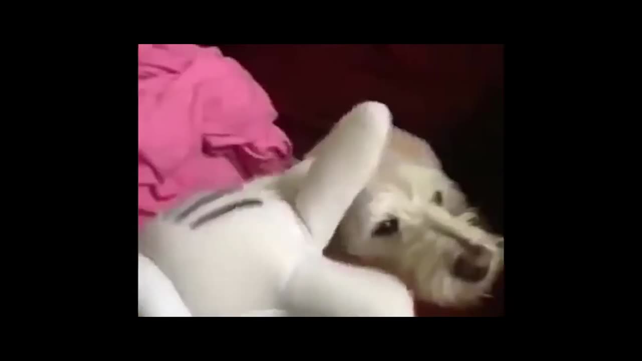 Funny and Cute Animal Moments Video Compilation #5