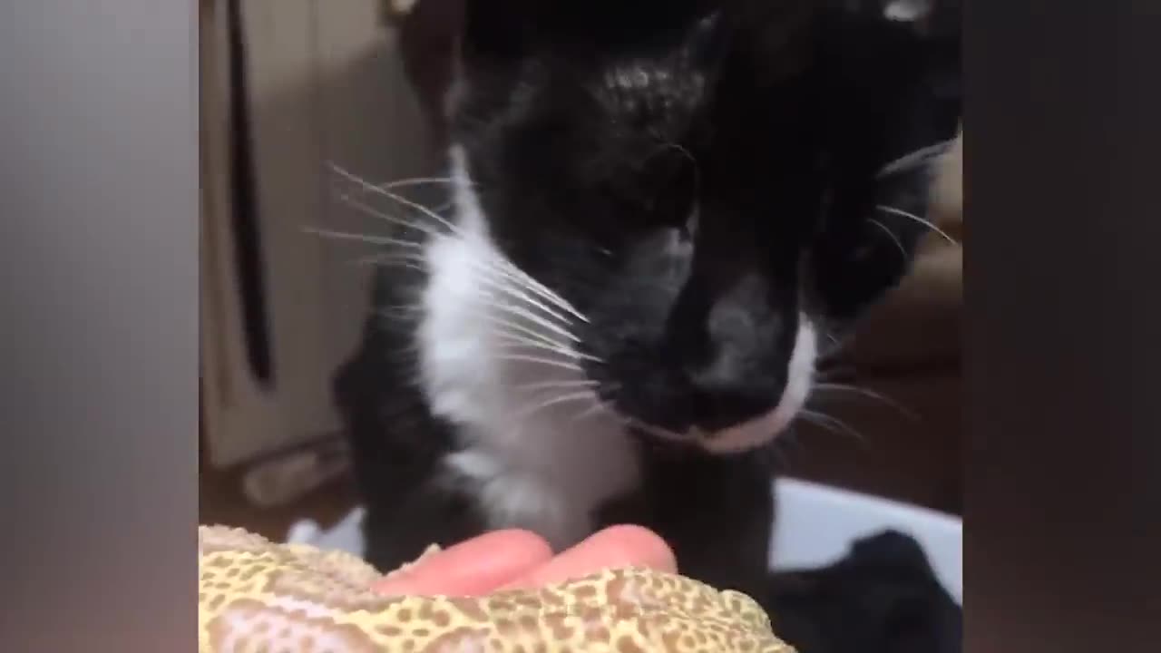 cats and dog