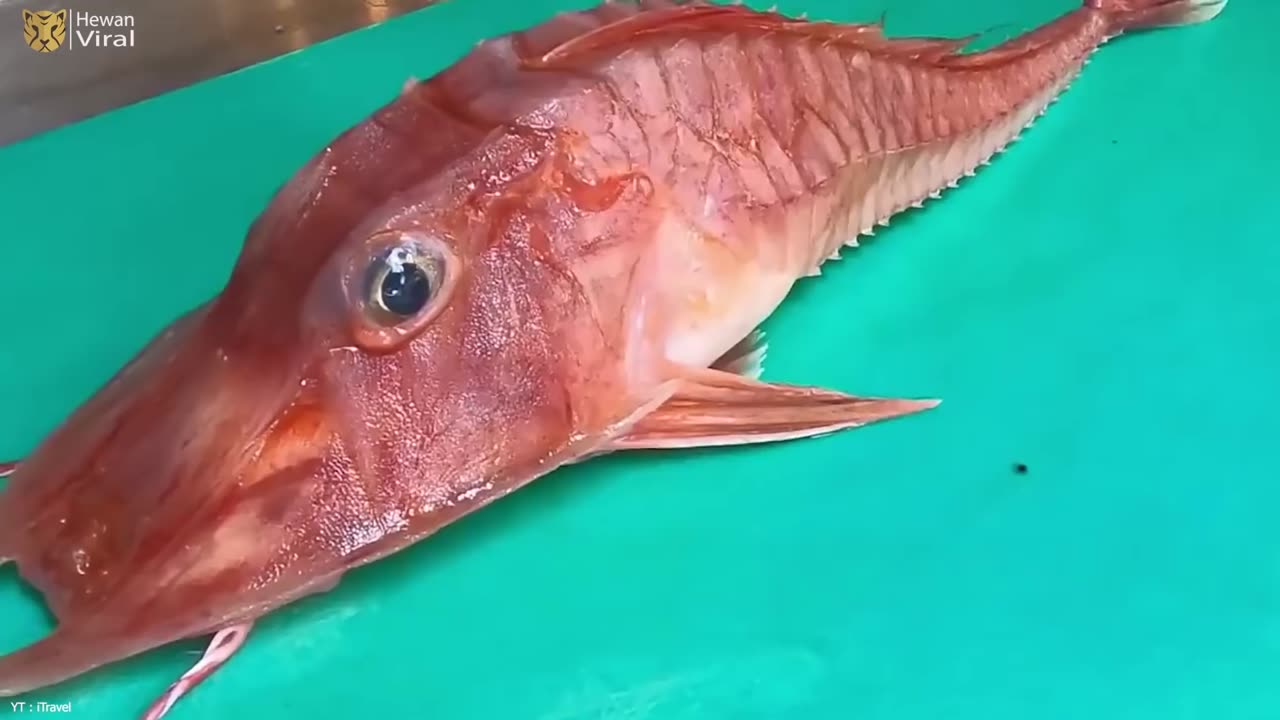 Tanpa Kepala Masih Bisa Berjalan! Inilah 10 Hewan Aneh yang Sempat Viral di Internet