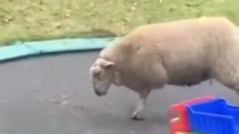 Funny Animal video