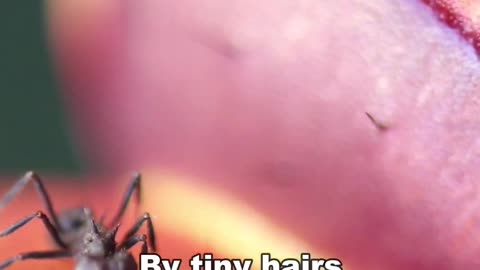 This Plant Eats Meat - Venus flytrap