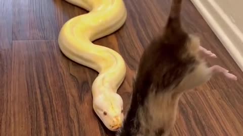 A guys Big snake creeping up on rat again