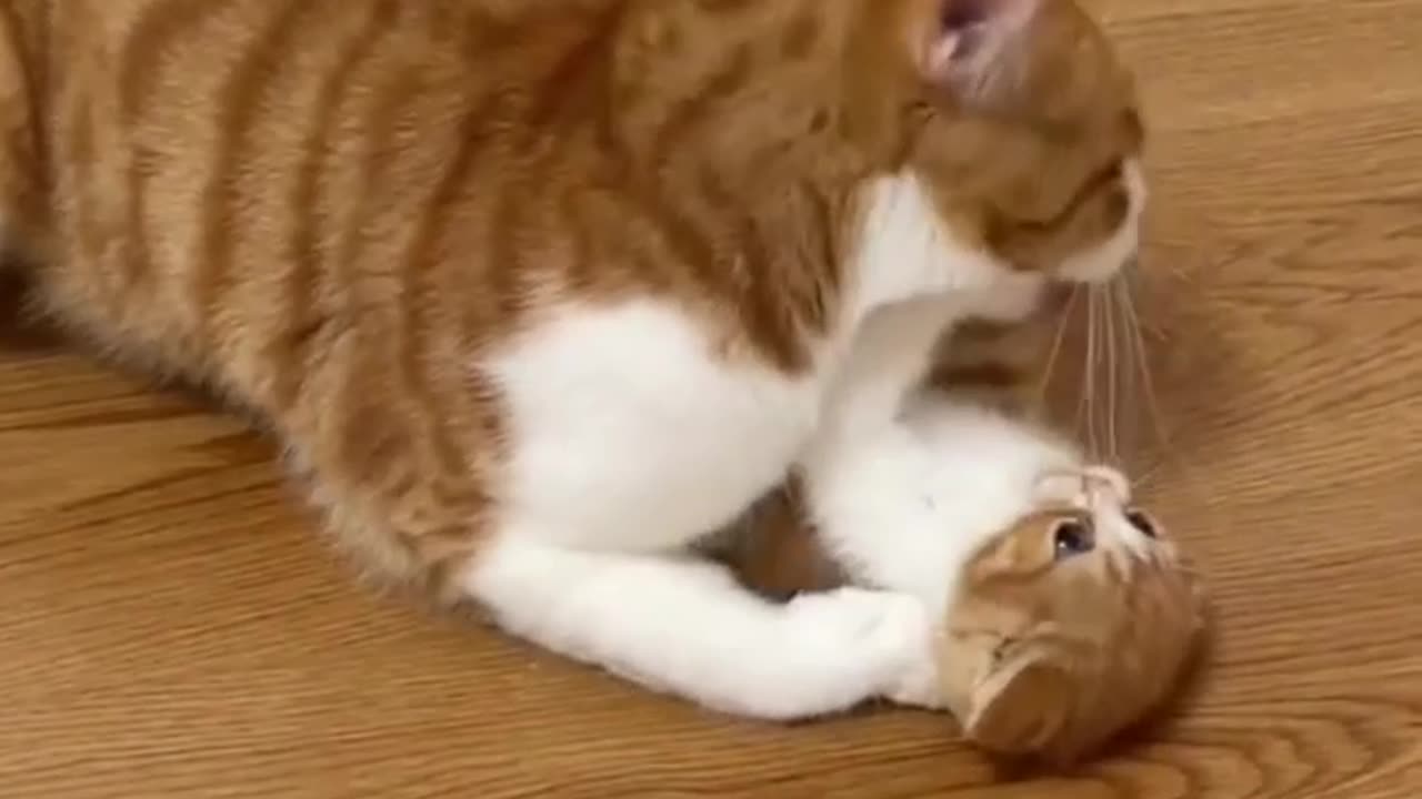 Cat Loves her Kitten.